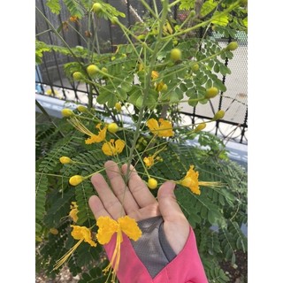 HẠT GIỐNG ĐIỆP TA - 5 Hạt/ gói