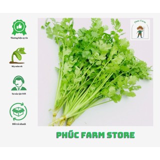 Hạt giống Ngò rí Rado 31, gói 20g - Hạt giống rau ăn lá, hạt giống rau thơm