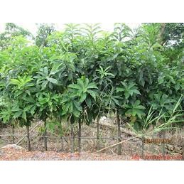 CÂY GIỐNG THA LA (CÒN GỌI LÀ CÂY SALA)