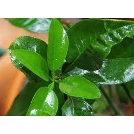 Lá bưởi tươi xông tắm, gội đầu