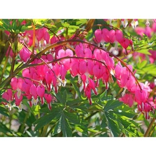 hạt hoa tigon Hoa Tết