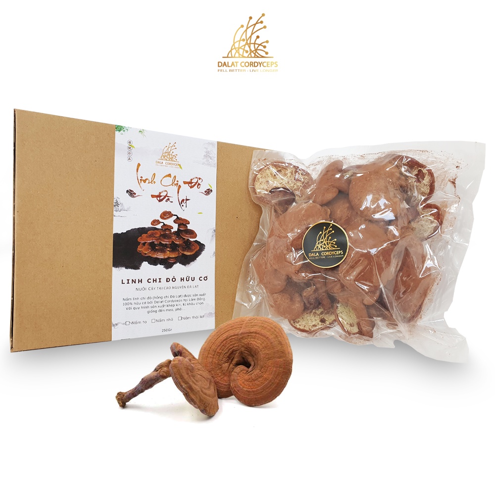 Nấm linh chi đỏ Đà Lạt còn nguyên bào tử nấm, Dalat cordyceps, nấm nhỏ, 250gr