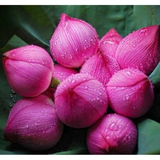 Hạt giống sen lớn/ sen ta(sen hồng việt nam)