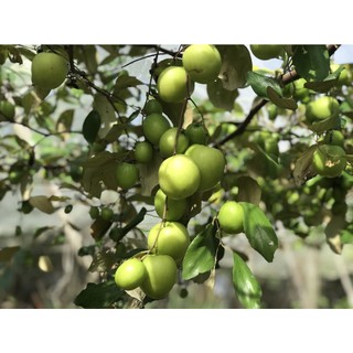 Táo sấy dẻo Ninh Thuận - Đất Nắng 150g