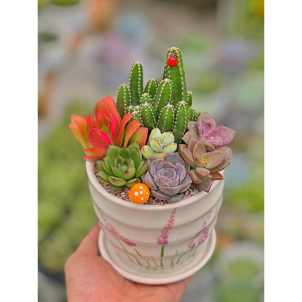 Chậu SỨ TRẮNG MIX SEN ĐÁ VÀ XƯƠNG RỒNG tặng kèm DĨA siêu XINH CÂY ĐƯỢC TRồng SẴN GIAO NHƯ ẢNH Trang Trí Chưng bàn siêu