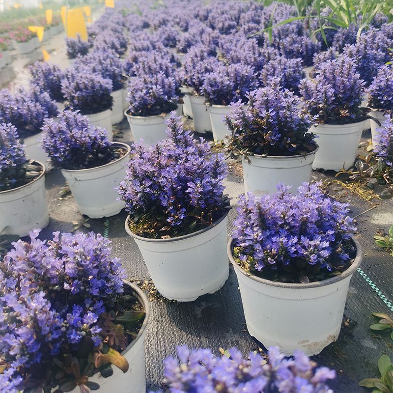 cây hoa Ajuga chocolate blue chip