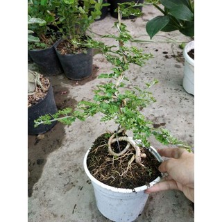Cây Cần Thăng Bonsai