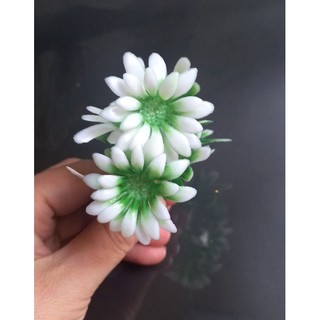 100g cỏ điểm