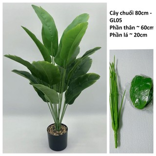 Combo cây chuối 80cm, chân vịt 75cm, trầu bà xanh 75cm, cây chuối 45cm