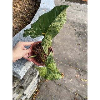 syngonium mojito