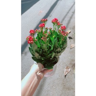 Cây Hoa Sống Đời Thái