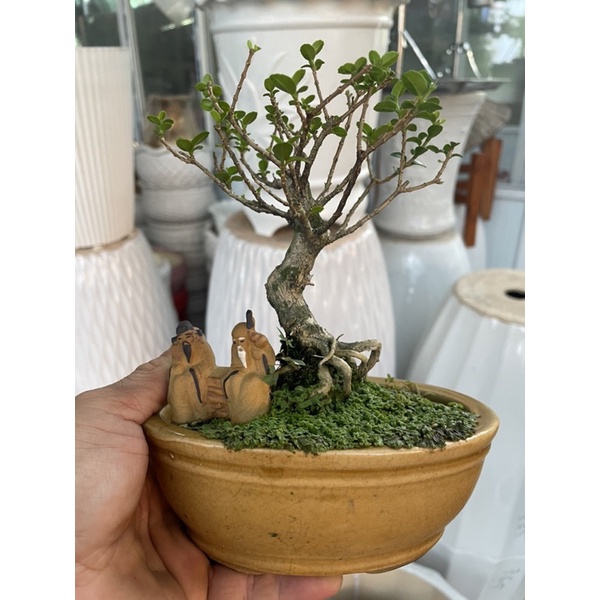 Tiểu cảnh Sam Hương mini