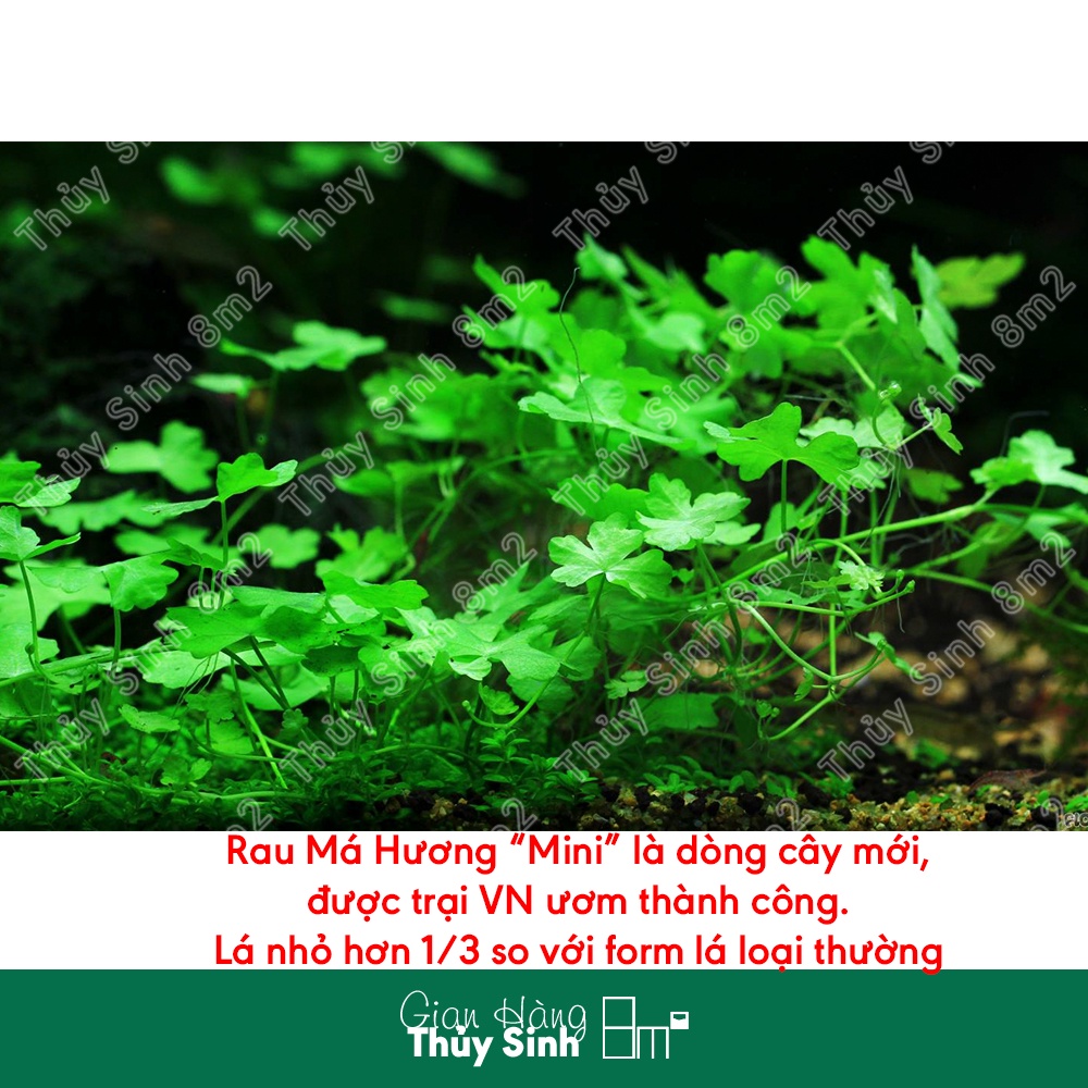 Rau Má Hương | Cây Thủy Sinh Tiền Cảnh, Không CO2 | 8m2