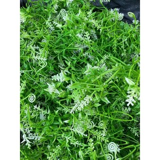 100g cỏ điểm móc