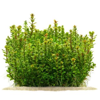 Rotala indica - vẩy ốc ấn độ - cây thuỷ sinh