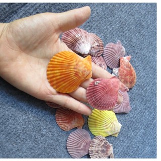 vỏ sò điệp mầu 100g