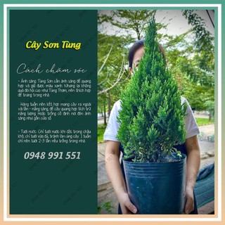 Cây sơn tùng trang trí noel size cây từ 70cm - 85cm