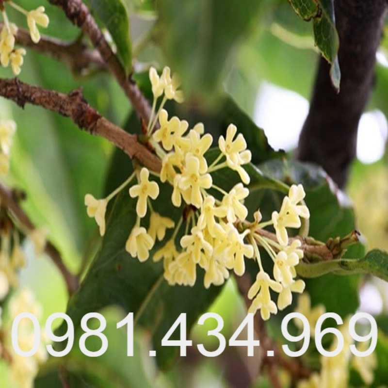 Cây Mộc Hương Ta Trưởng Thành 70cm Hoa Thơm Phức