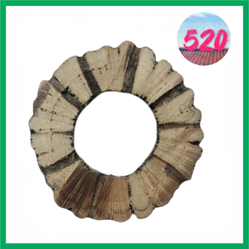 Lũa Cholla Teddy Bear loại cắt lát/ cắt khoanh/ cắt khúc