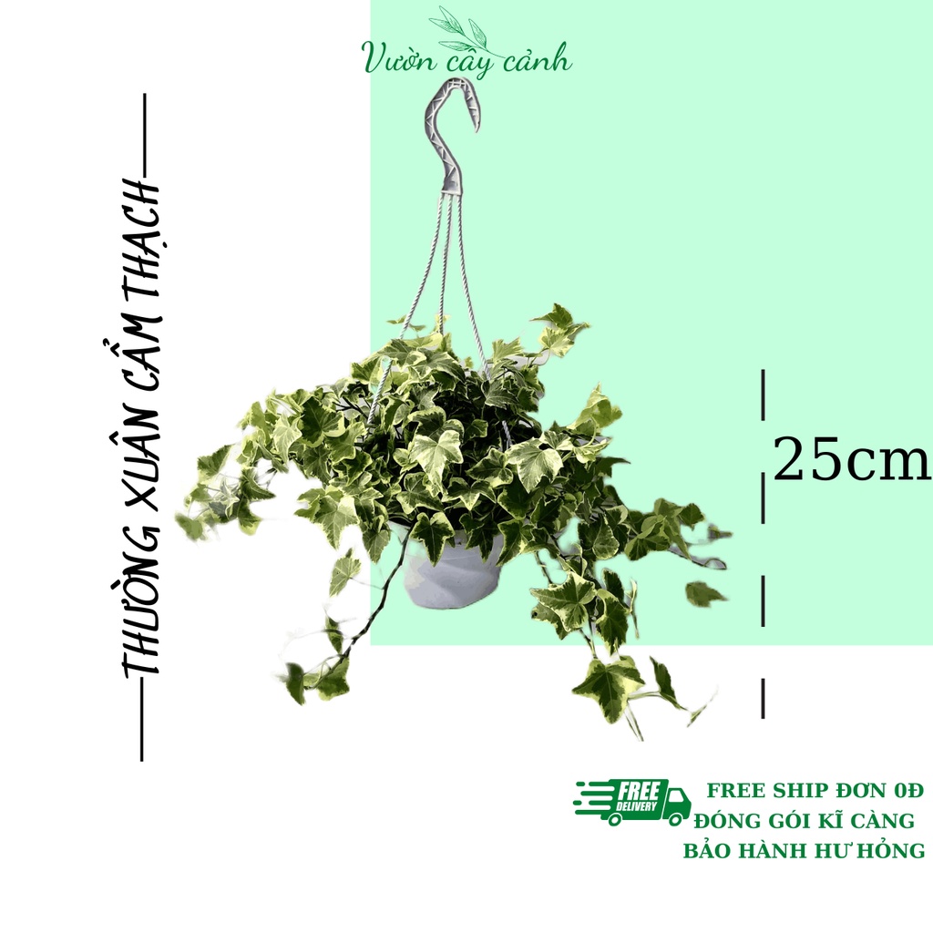 Cây thường xuân cẩm thạch kèm chậu treo, Độ dài ngọn 40cm