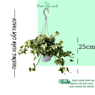Cây thường xuân cẩm thạch kèm chậu treo, Độ dài ngọn 40cm