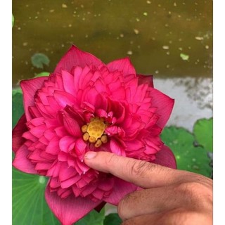 củ sen giống đỏ mini