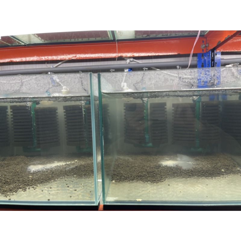 Vi Sinh Bột BIO Specical chuyên dùng cho hồ Tép cảnh