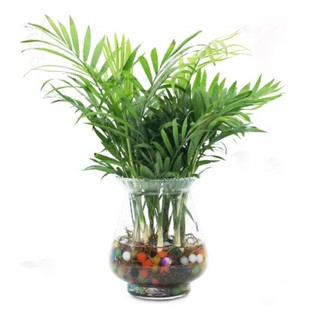 Chậu mềm cau tiểu trâm 1 thân - trồng thuỷ sinh được. 🍀