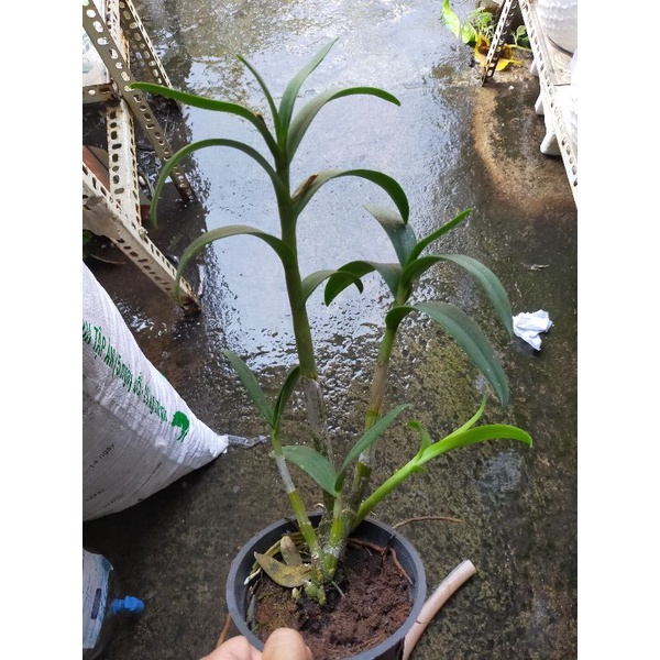 Lan denro màu nắng thanh lý