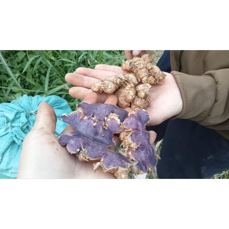 Gừng đen Yên Bái 1kg