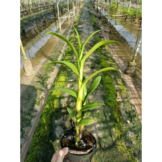 Hoa lan denro nắng king 3
