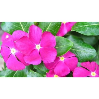 Hạt hoa dừa cạn hoa tết (1gói 200hạt)