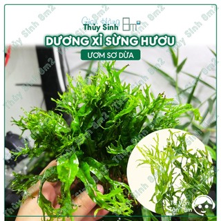 Dương Xỉ Sừng Hươu | Cây Thủy Sinh Không CO2, Gắn Giá Thể | 8m2