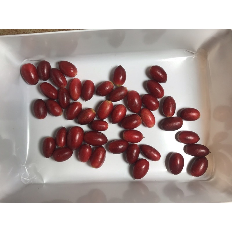 trái thần kỳ( 20k/5t)