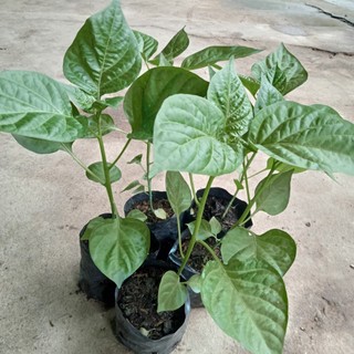 Cây Ớt Bonda Ma Jacques Siêu Cay
