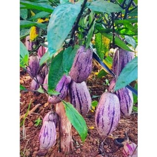 10 cây giống dưa pepino
