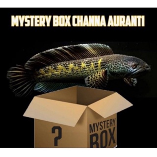 Image of Mistery Box Chana isi 3 jakpot Auranty dan Barka 100%