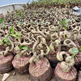 Cây lộc vừng phôi bonsai..