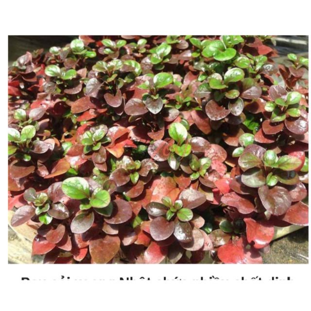 Hồng Xoắn  _ 15 Nhánh