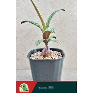 Sen đá hồ lô (Silver Squill)