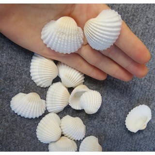 Vỏ sò huyết trắng ( 100g)