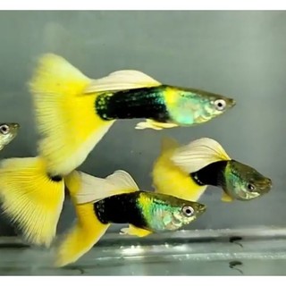 Ca' 7 Mà-u Hp Yellow Gen Chuẩn (39k/cặp)