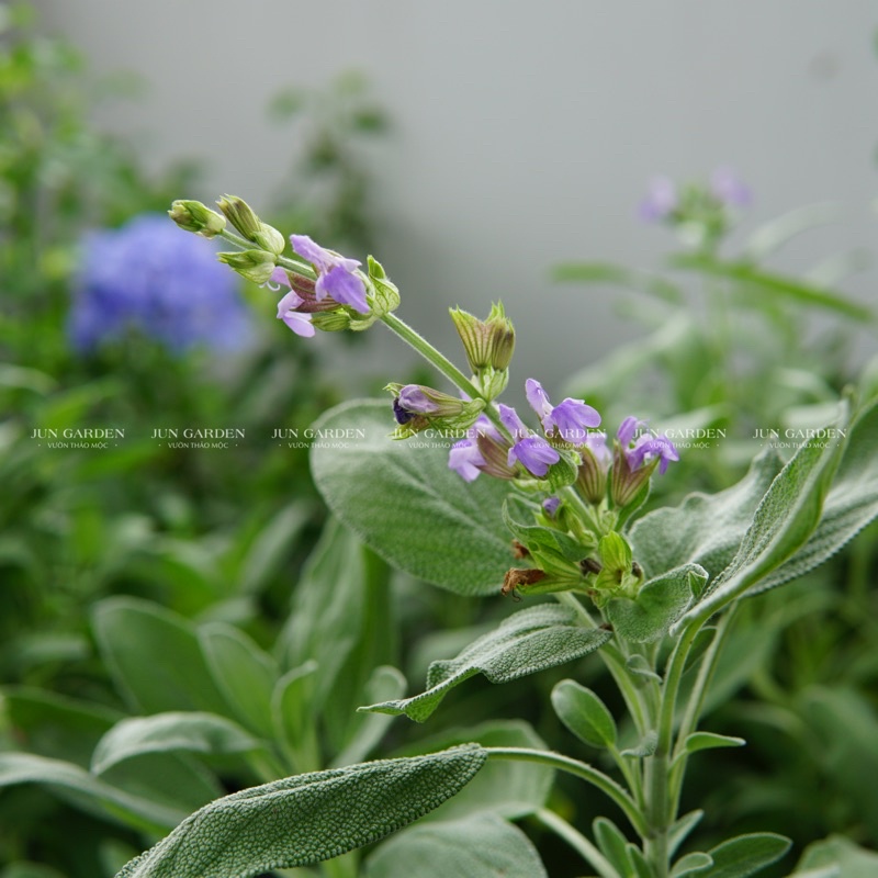 Cây Xô Thơm Sage JUN GARDEN