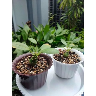 Chậu tròn xếp