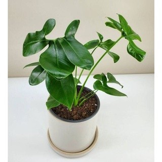 chậu philodendron geoldii
