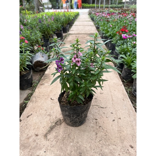 Cây hoa Ngọc Hân(violet nhật) cao 15-2 cm phát triển tươi tốt quanh năm, dễ trồng
