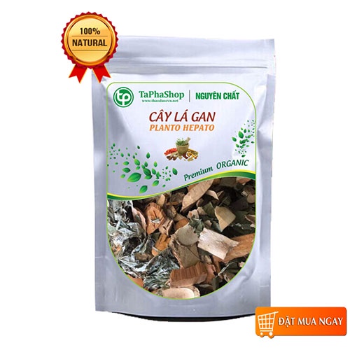 - Cây lá gan sấy khô (mới, thơm, sạch), Trà cây lá gan, Cải thiện tình trạng viêm gan, Xơ gan, Hạ men gan