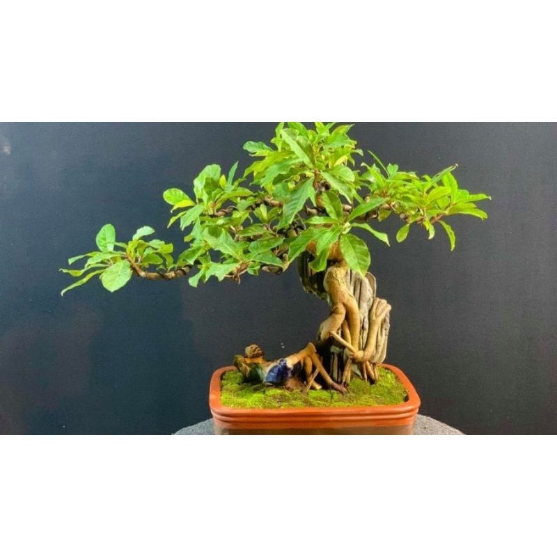 hạt giống Cây cảnh bonsai Lộc vừng SHOP MỚI KHYẾN MẠI GIÁNG SINH