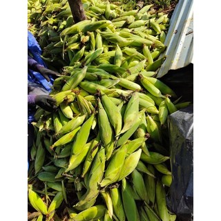 Hạt Giống Ngô (Bắp) Siêu Ngọt Nova 50 Gram