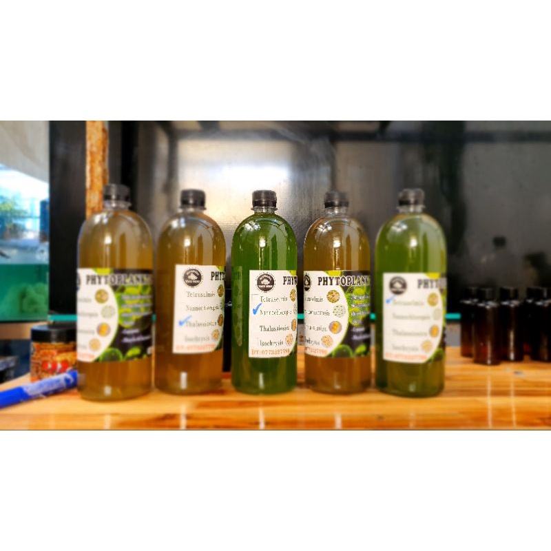 Phytoplankton- thực vật phù du - vi tảo